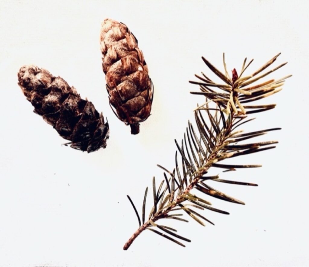 Teresa Stern 02 WNFE Essential Community Needs