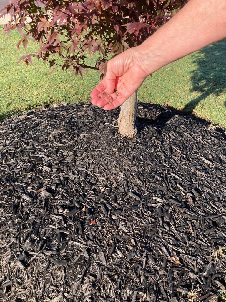 Susan Smith WNFE Review Assessment Action 06